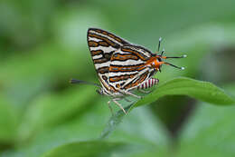 Слика од Cigaritis vulcanus