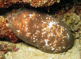 Image of Smooth fat brown sea cucumber