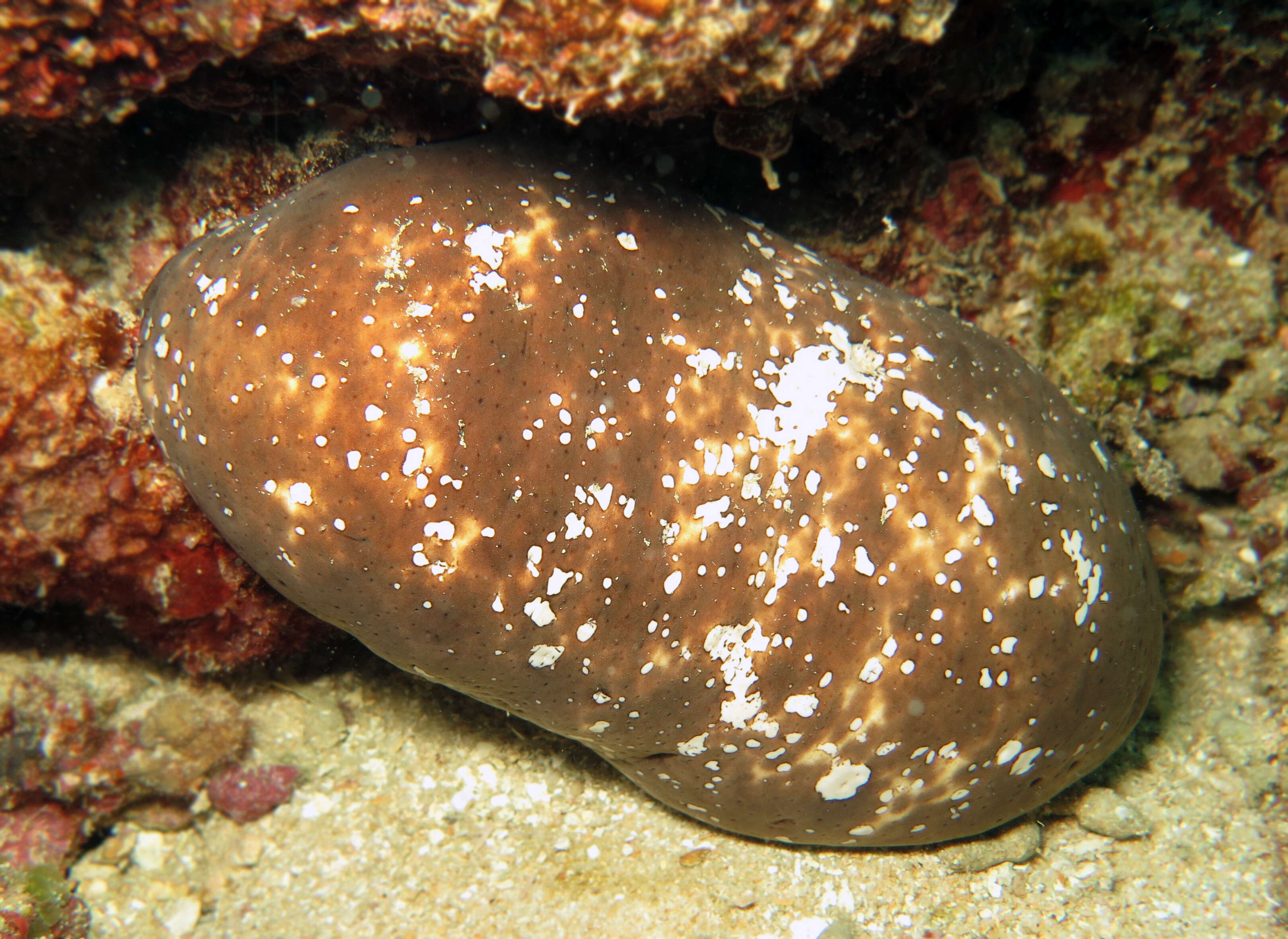 Image of Smooth fat brown sea cucumber