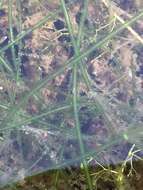 Image of Translucent Stonewort