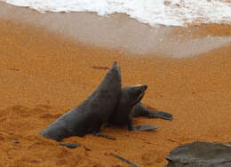 Image of Antipodean Fur Seal