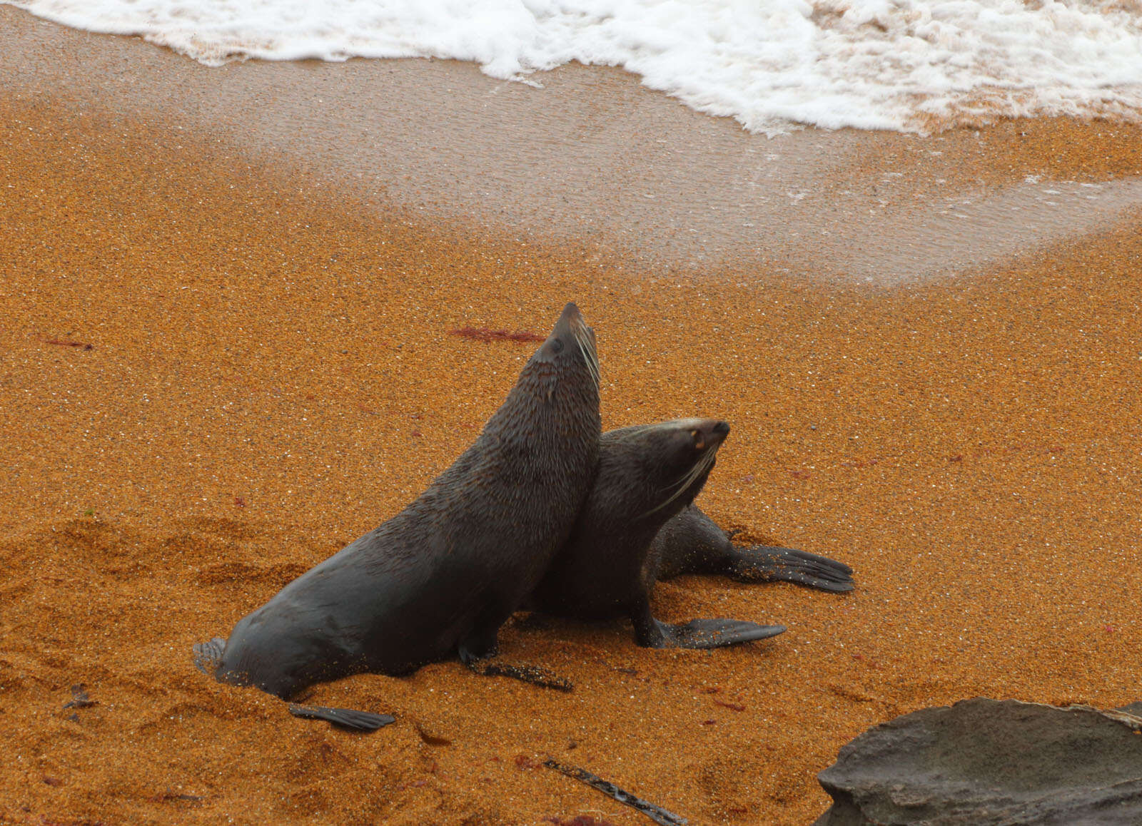 Image of Antipodean Fur Seal