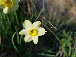 Image of daffodil