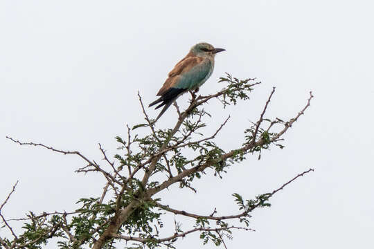 Image of European Roller