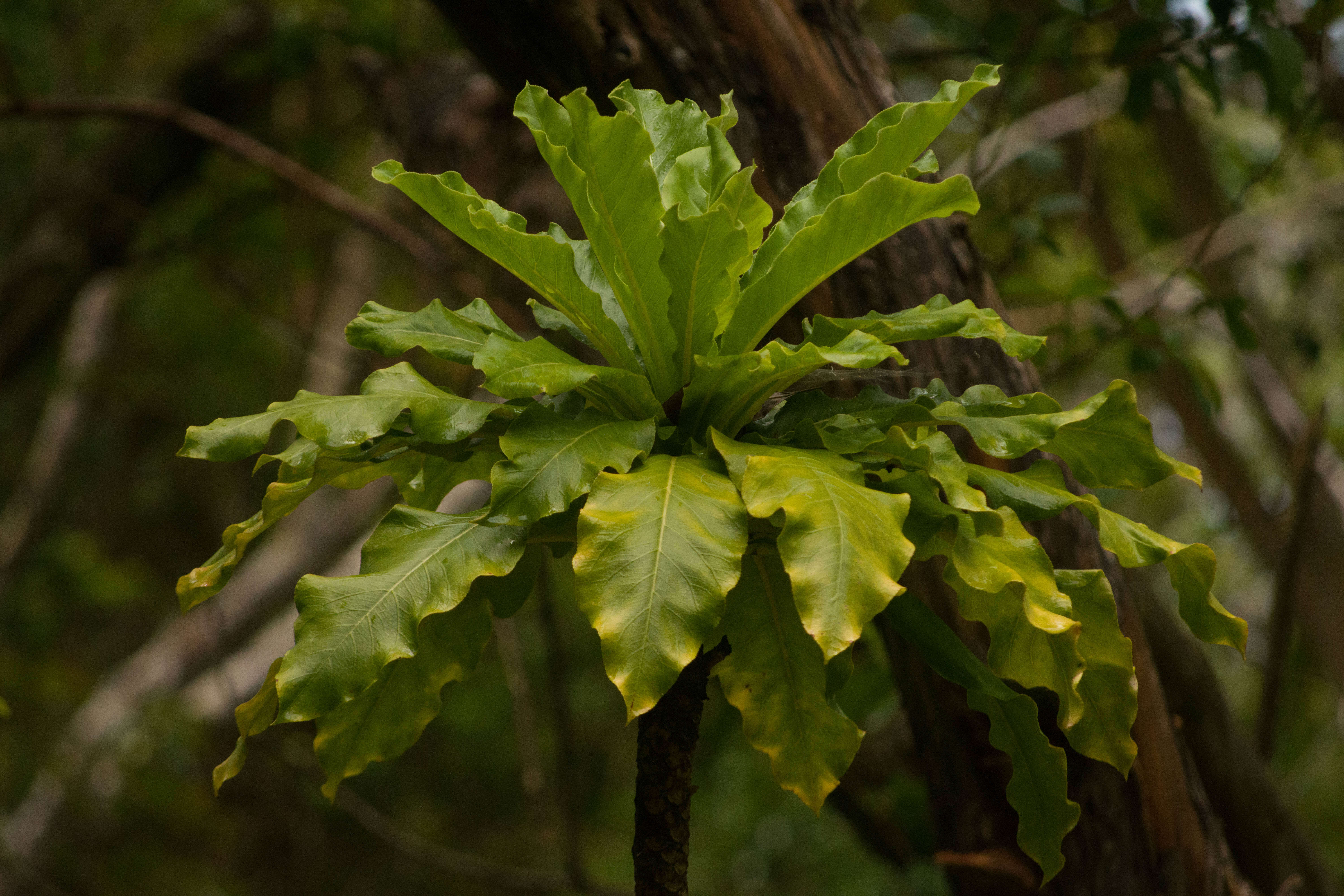 Sivun Cyanea superba (Cham.) A. Gray kuva