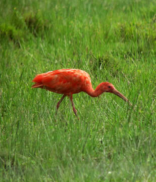 Image of Scarlet Ibis