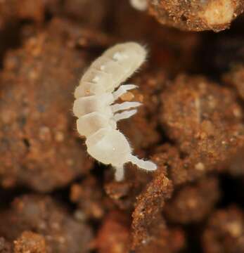 Image of blind springtails