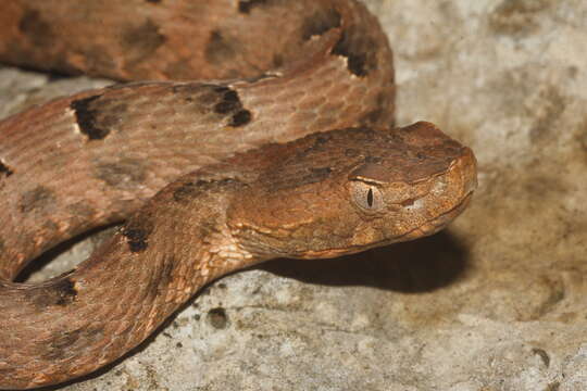 Image of Yucatán Hognose Viper