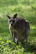 Image of kangaroo