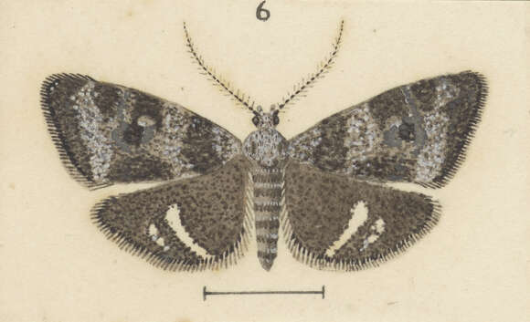 Image of Asterivora albifasciata Philpott 1924