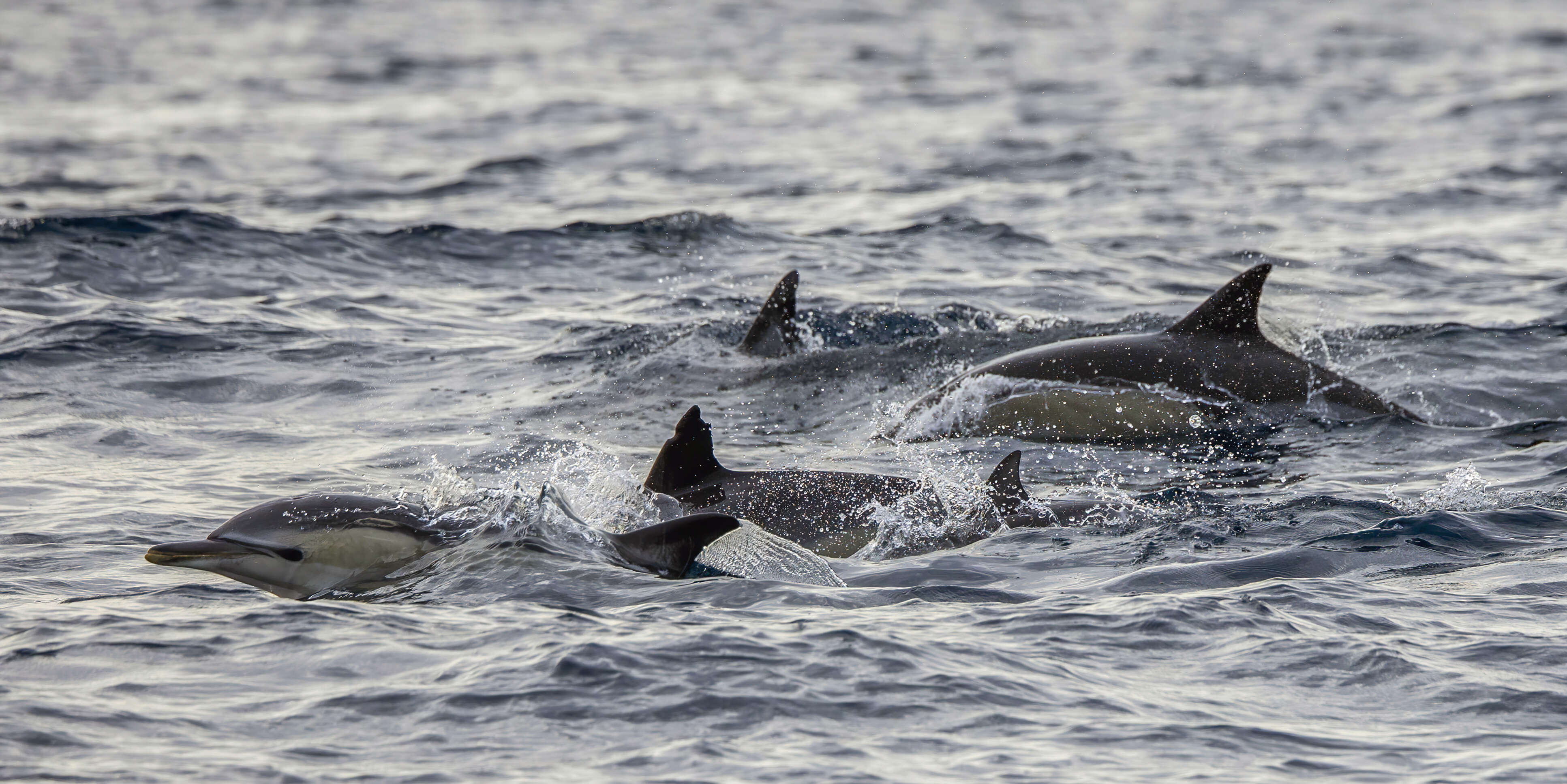 Image of Atlantic Dolphin