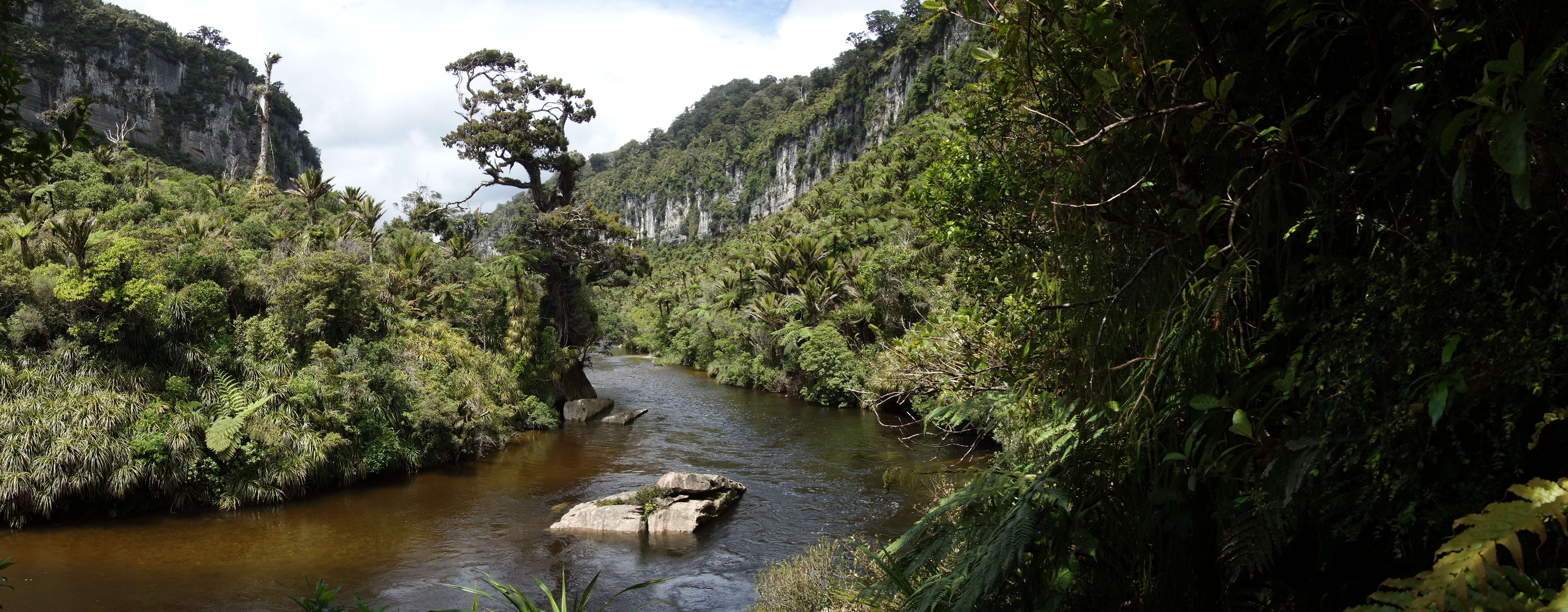 Image of Dacrydium