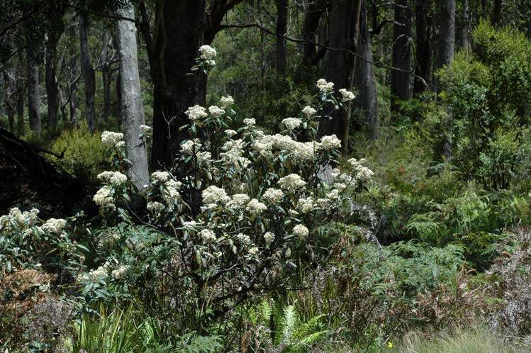 Image of Olearia covenyi N. S. Lander