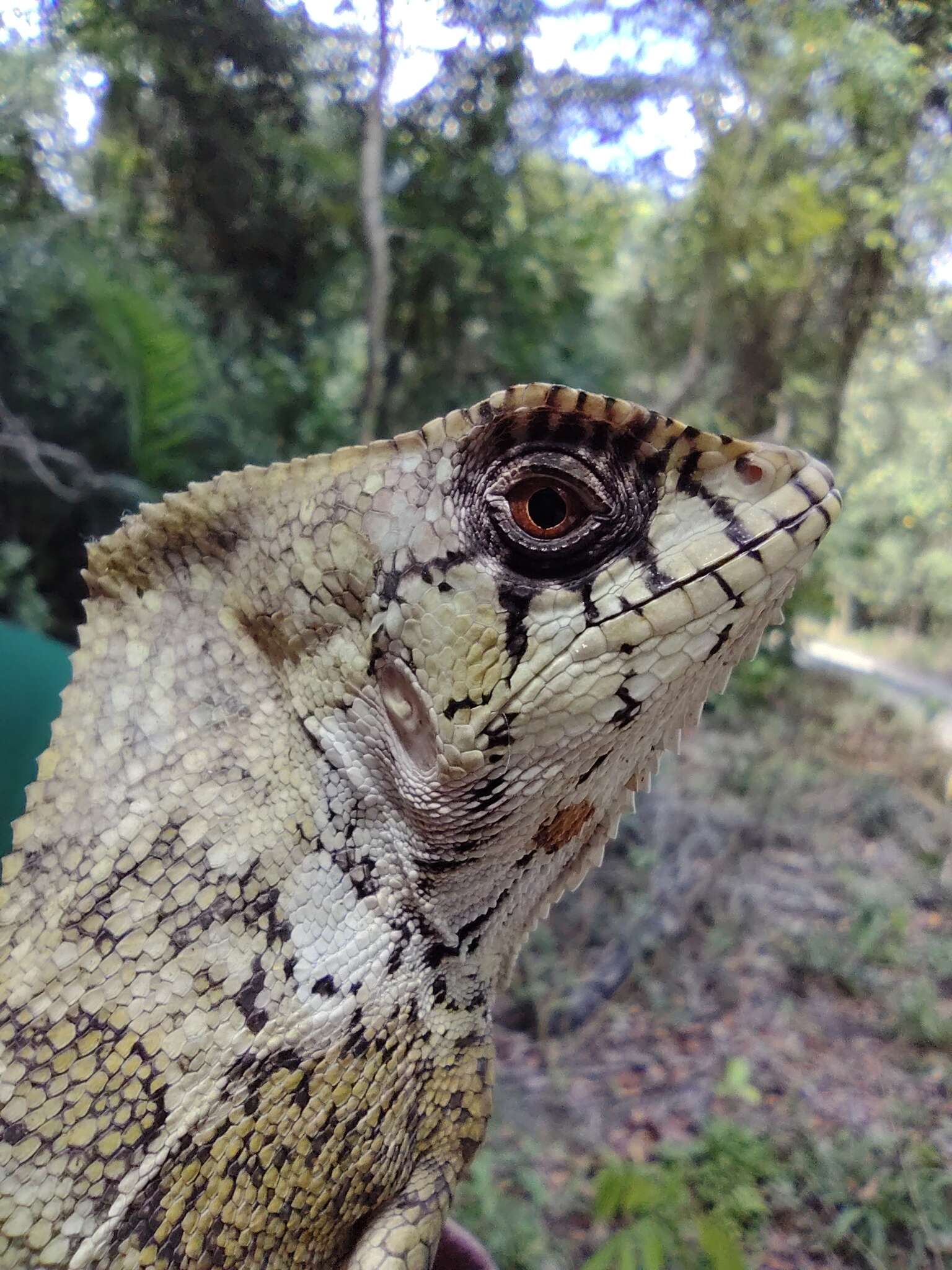 Image of Corytophanes