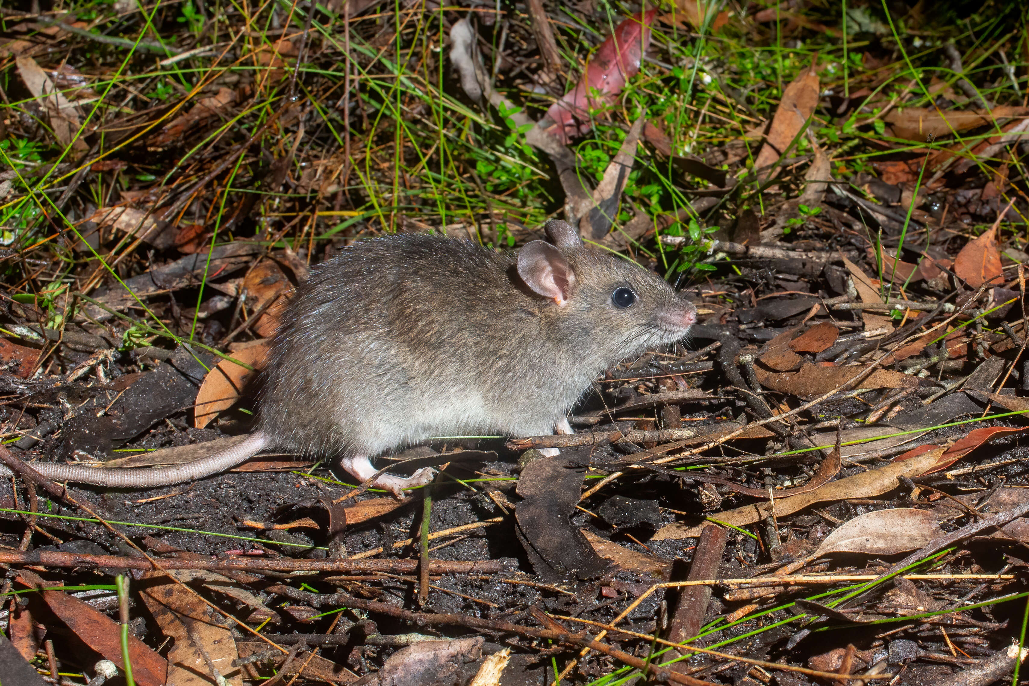 Image of Australian Bush Rat