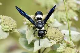 Image of Four-toothed Mason Wasp