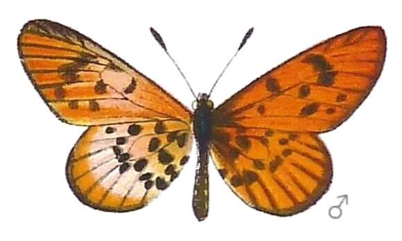 Image of Acraea rohlfsi Suffert 1904