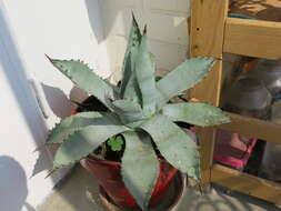 Image of Parra's agave