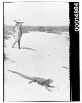 Image of marine iguana