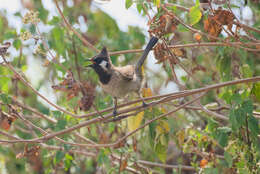 Image of Himalayan Bulbul