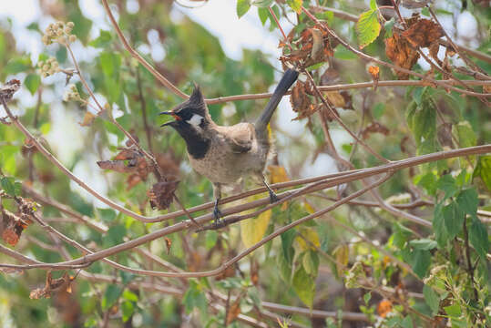 Image of Himalayan Bulbul