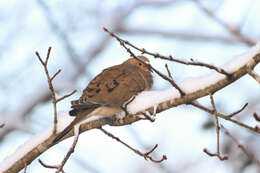 Image of American Mourning Dove