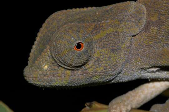 Image of Common African Flap-necked Chameleon