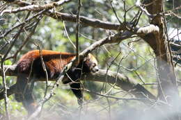 Image of red pandas