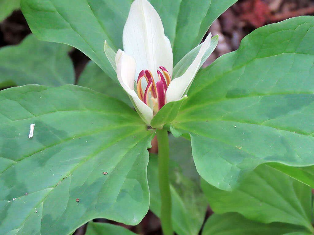 Imagem de Trillium chloropetalum (Torr.) Howell