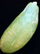 Image of Papaya ringspot virus