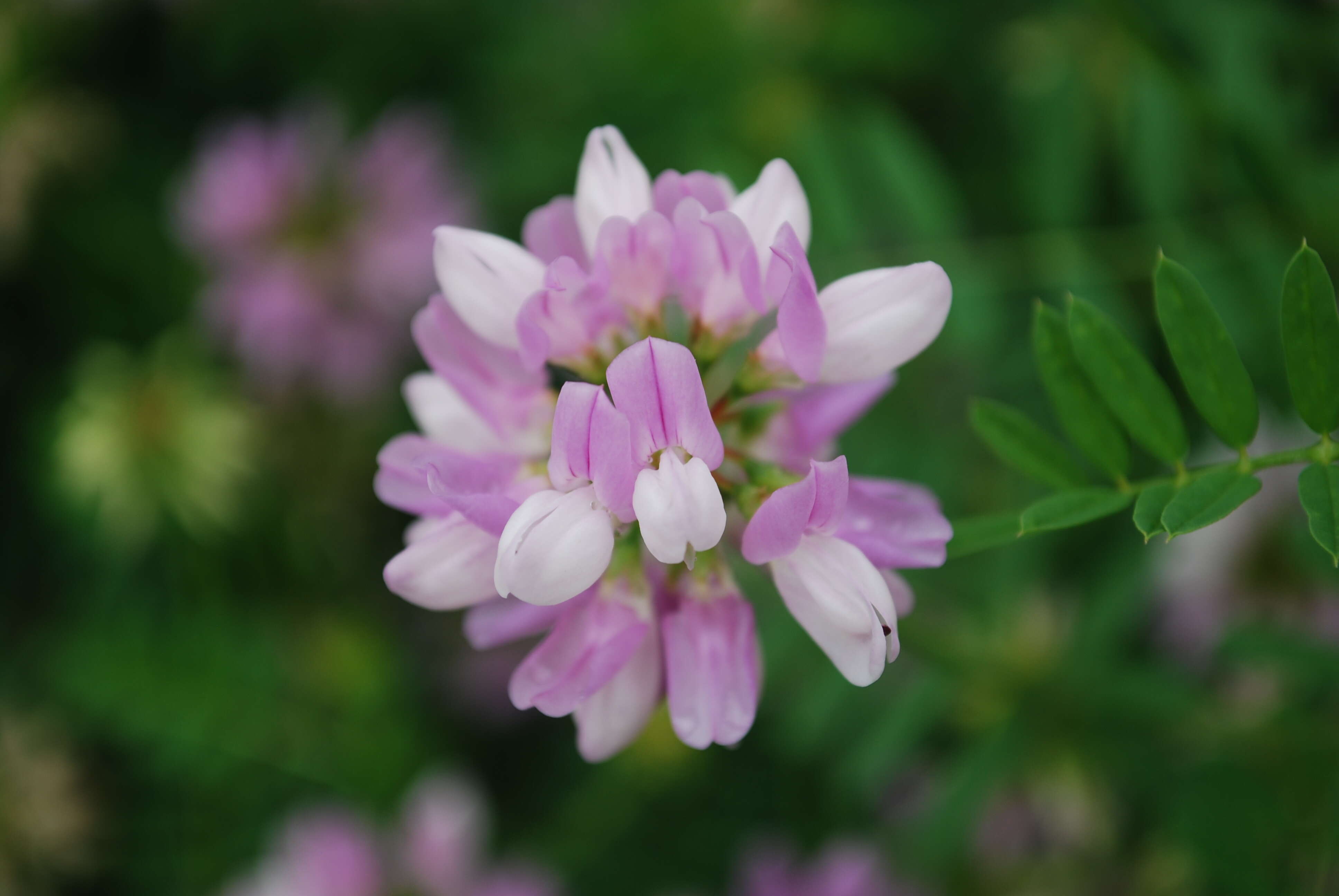 Image of crown vetch