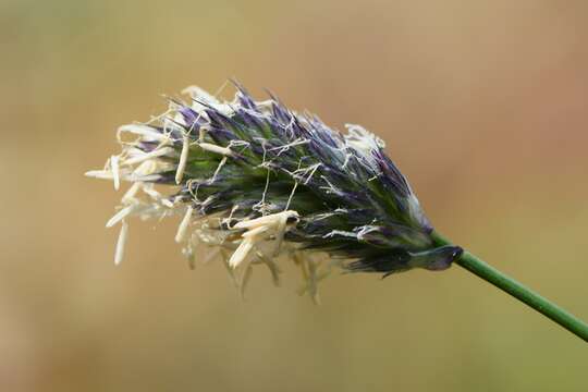 Image of Sesleria heufleriana Schur