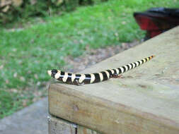 Image of Diploglossus fasciatus (Gray 1831)