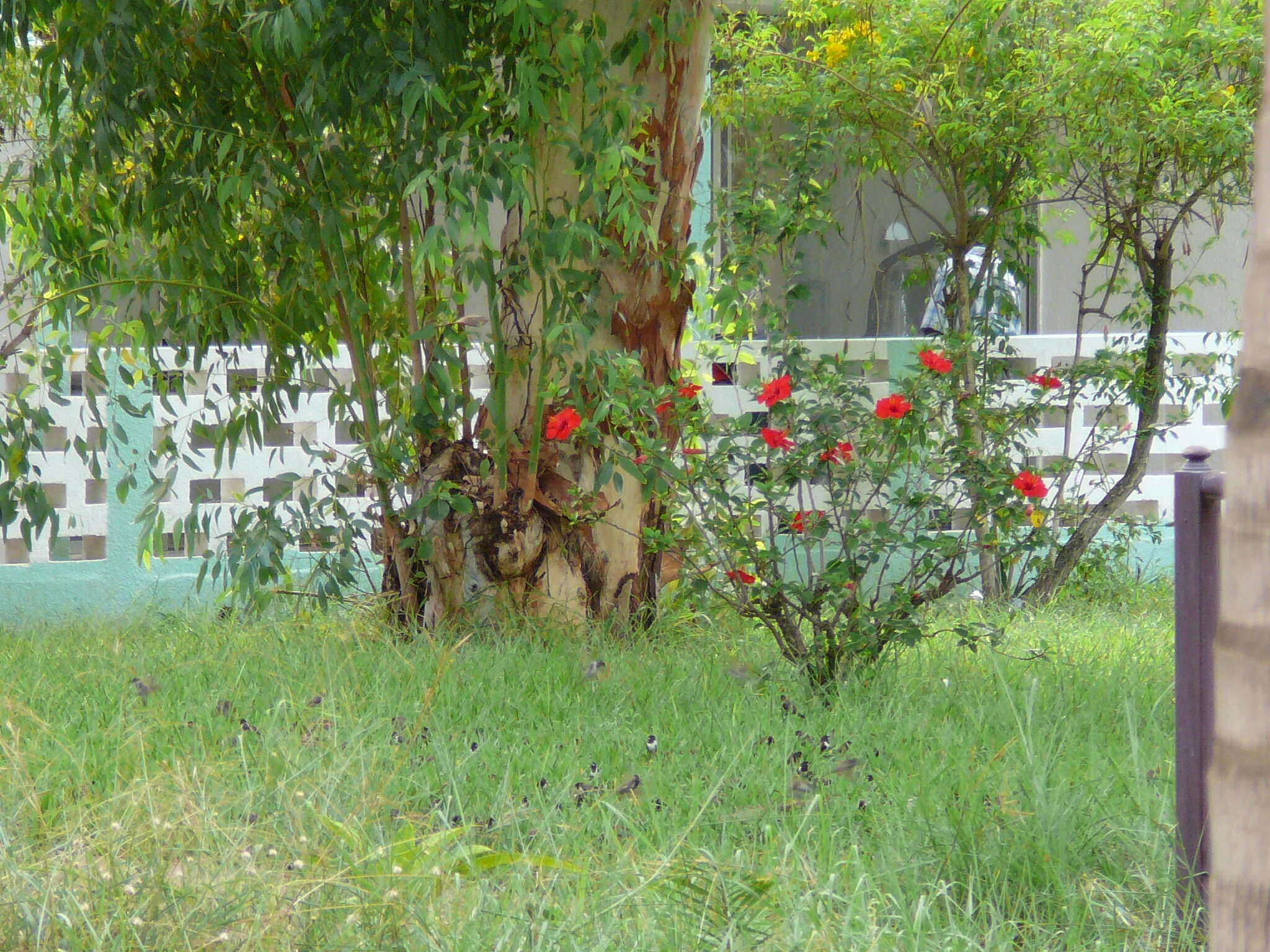 Image of Bronze Mannikin