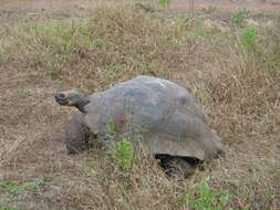 Image of Galapagos giant tortoise