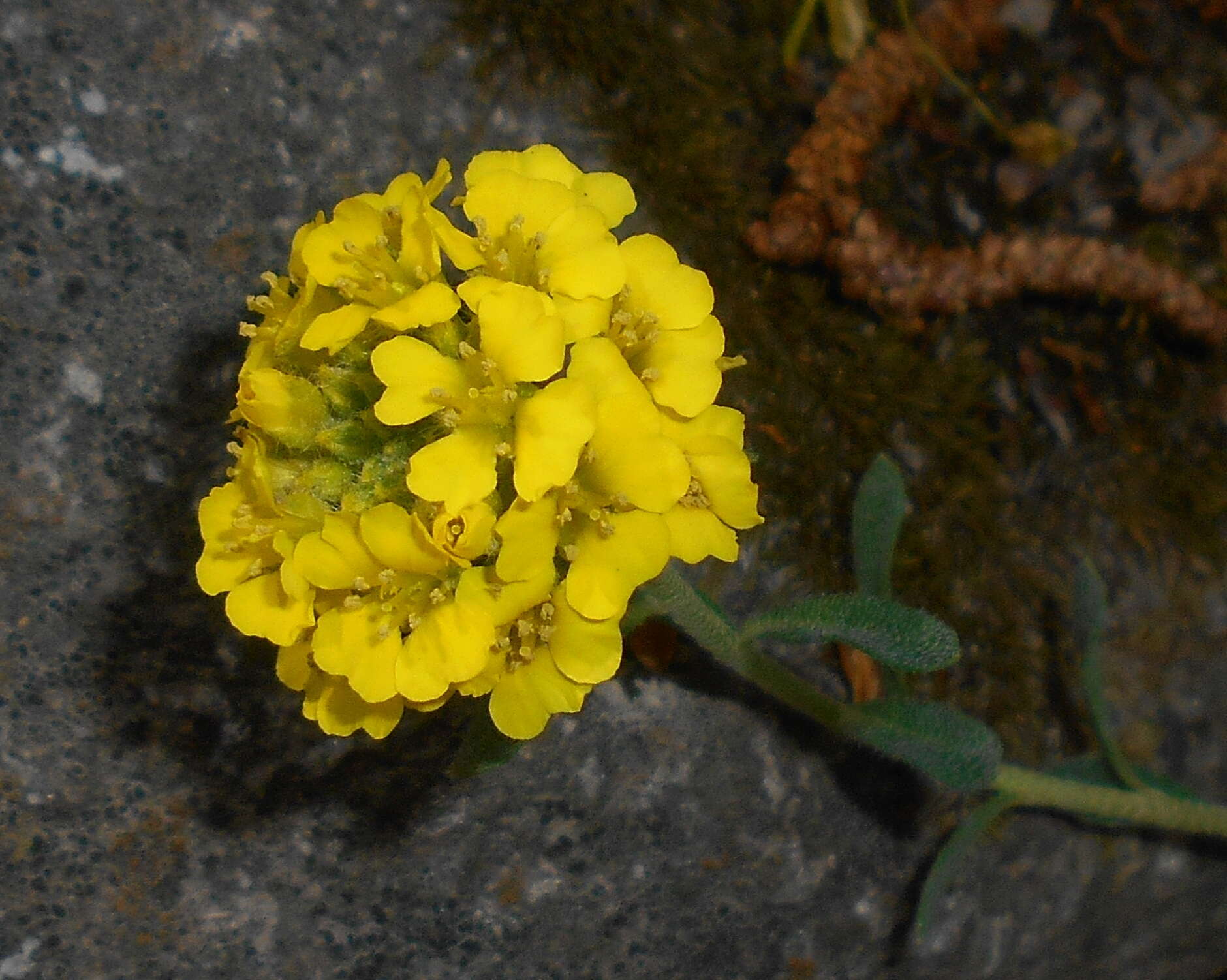 Sivun Alyssum wulfenianum Bernh. ex Willd. kuva