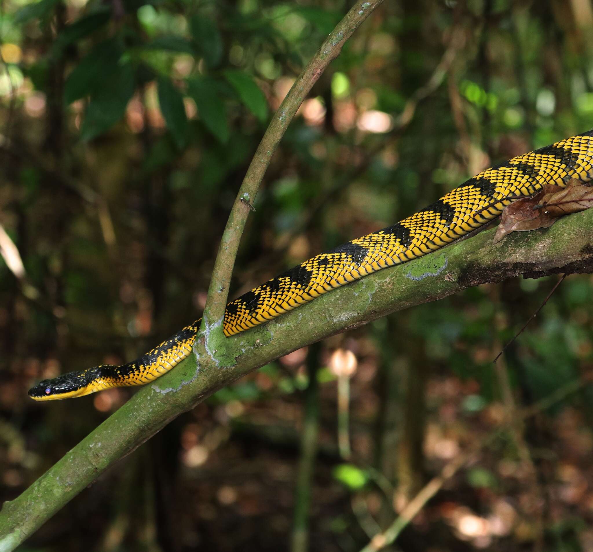 Imagem de Phrynonax poecilonotus (Günther 1858)