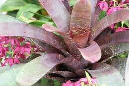 Image of Bromeliad