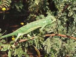 Image of Common African Flap-necked Chameleon