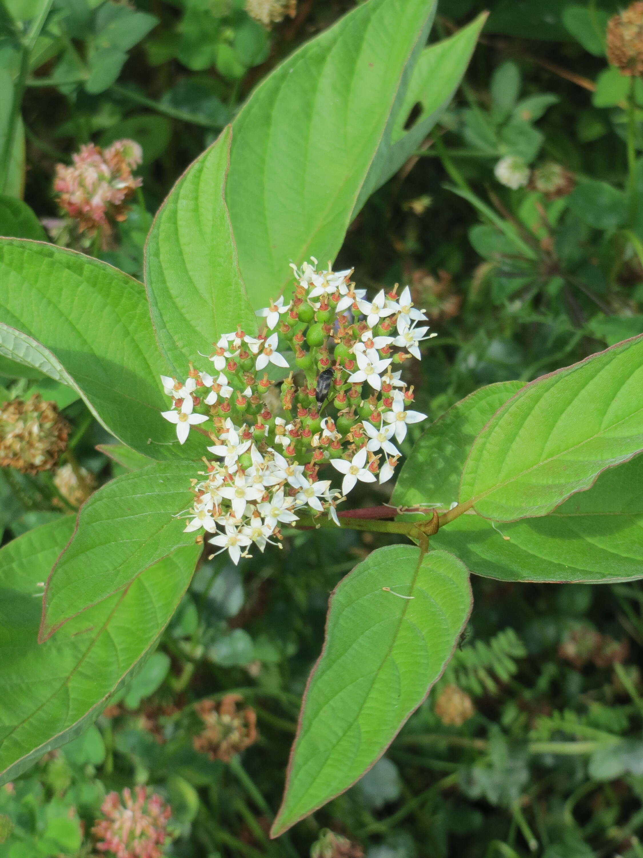 Image of redosier dogwood