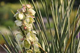 Sivun Yucca glauca Nutt. kuva