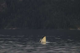 Image of killer whale