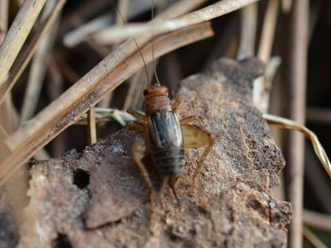 Image of nr. Collared Ground Cricket
