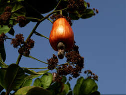 Image of cashew