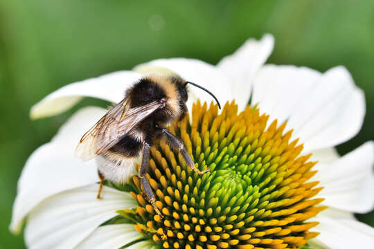 Image of Vestal cuckoo bee