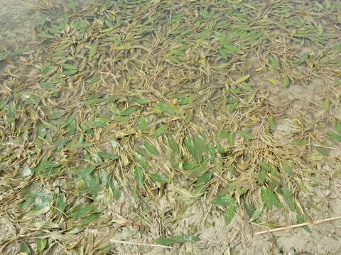 Image of Loddon Pondweed