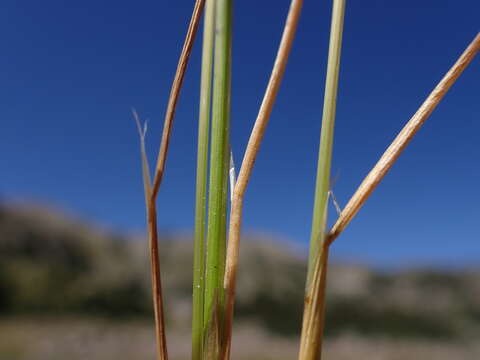 Image of Tufted Hair-grass