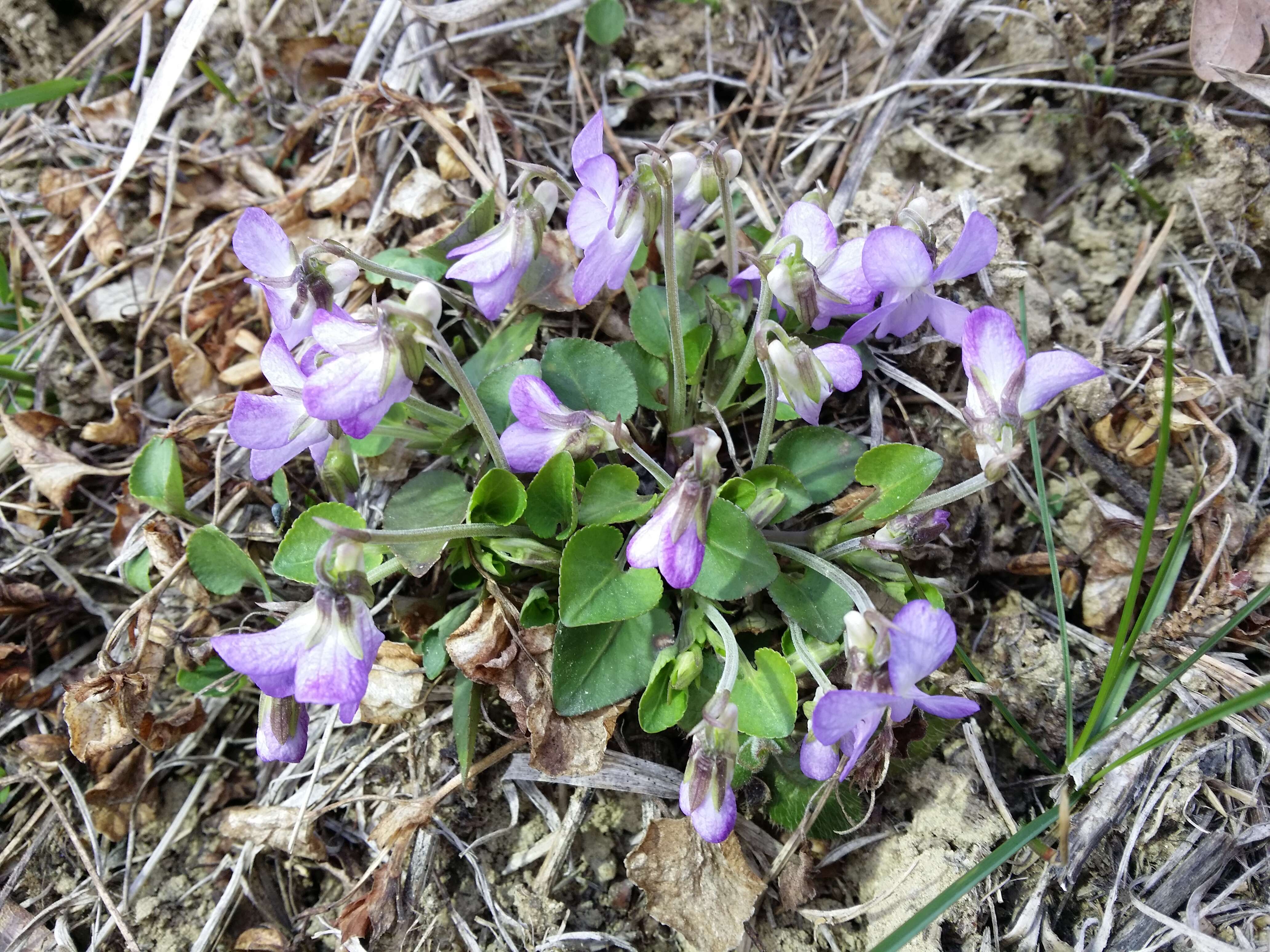 Image of teesdale violet