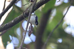 Image of Blue Nuthatch