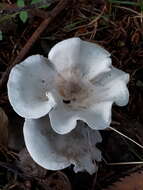 Image of Clitocybe odora (Bull.) P. Kumm. 1871